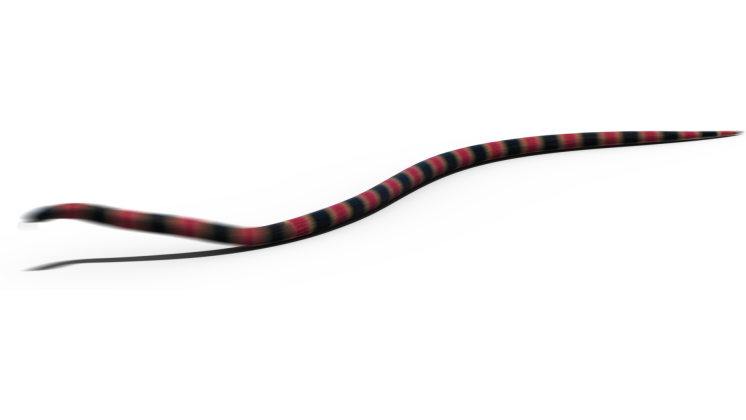 HD VFX of  Coral Snake Moving 