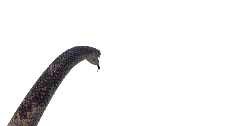 HD VFX of  King Snake Attack 