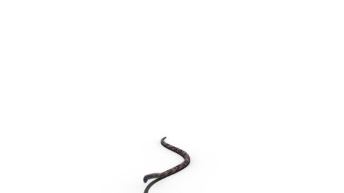 (4K) King Snake Moving 1 Effect