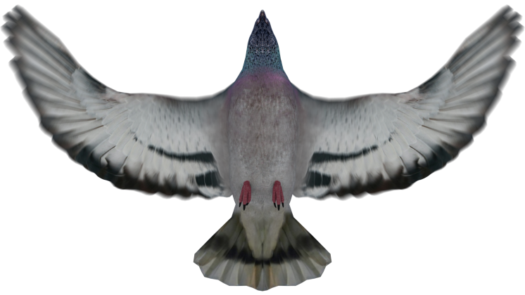 HD VFX of  Looping Pigeon Bottom View