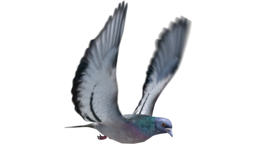 (4K) Looping Pigeon Quarter View Effect