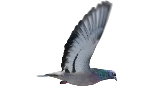 (4K) Looping Pigeon Side View Effect