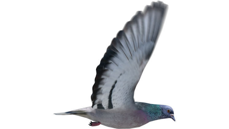HD VFX of  Looping Pigeon Side View