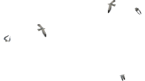 (4K) Looping Seagulls 1 Effect