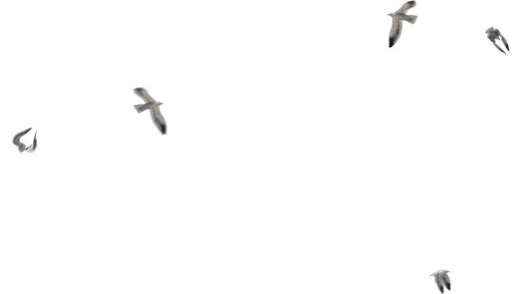 HD VFX of  Looping Seagulls 