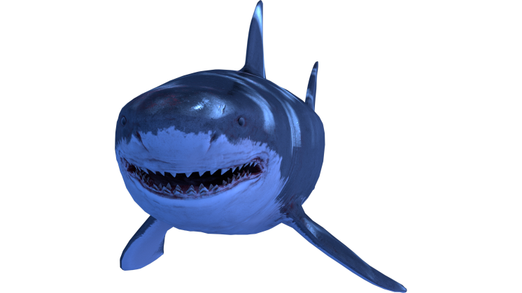 HD VFX of  Looping Shark Facing Camera