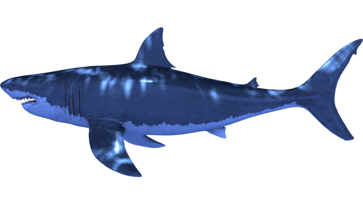 HD VFX of  Looping Shark Side View 