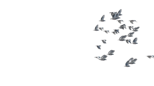 (4K) Pigeon Flock Flyby 1 Effect