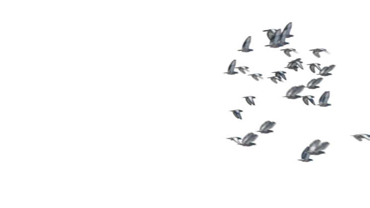 HD VFX of  Pigeon Flock Flyby 