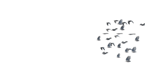 (4K) Pigeon Flock Flyby 2 Effect