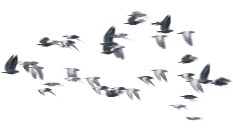 HD VFX of  Pigeon Flock Flyby 