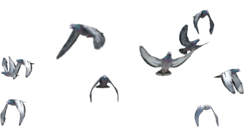 (4K) Pigeon Flock Flying Slomo 2 Effect