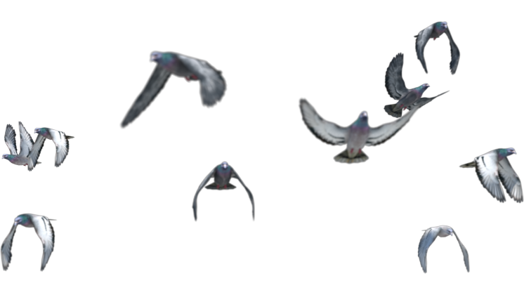 HD VFX of  Pigeon Flock Flying Slomo 