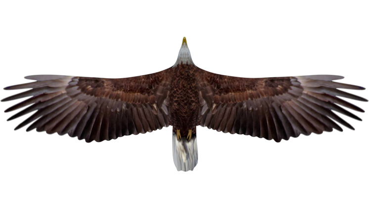Free Video Effect of Bald Eagle Flying Loop Bottom View 