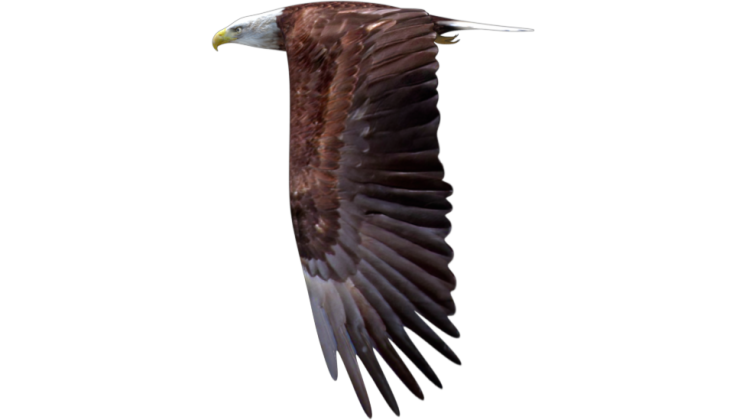 Free Video Effect of Bald Eagle Flying Loop Side 