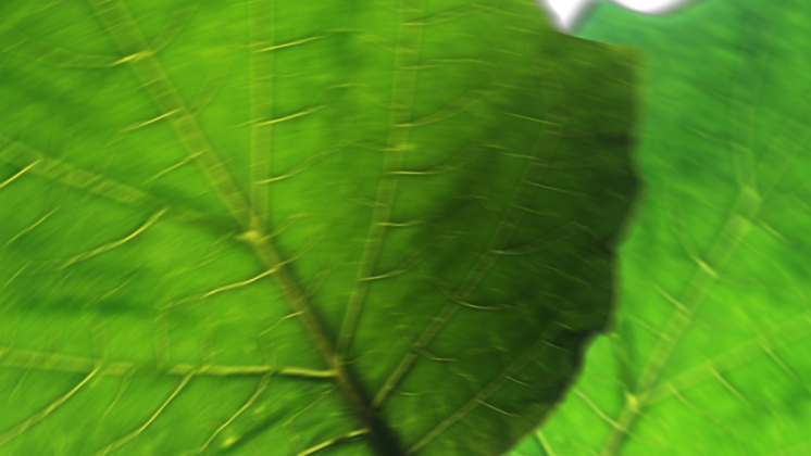 HD VFX of Leaf Crossover Transition 