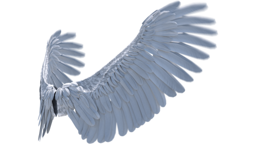 (4K) Looping Angel Wings Flapping Quarter View 1 Effect