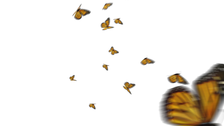 Free Video Effect of Monarch Butterflies 