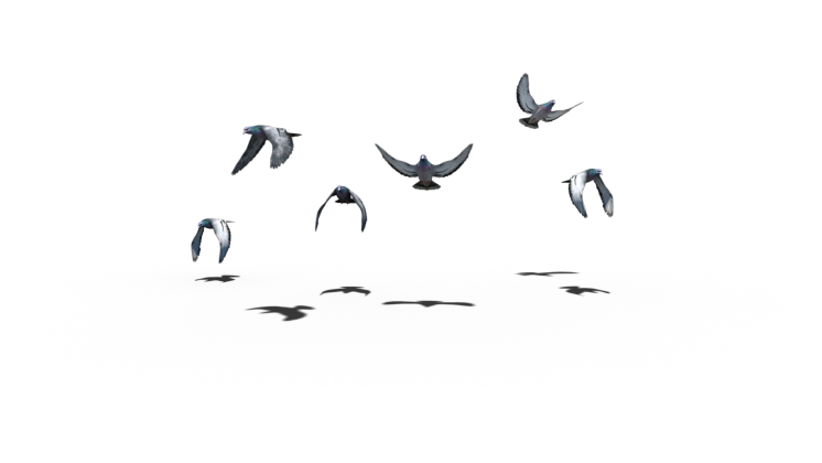 HD VFX of Pigeon Flock Flying Slomo