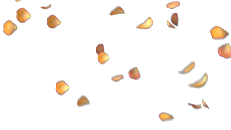 HD VFX of Rose Petals  Orange Hue 