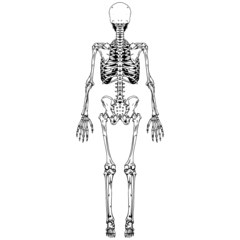 Anatomy Skeleton Back