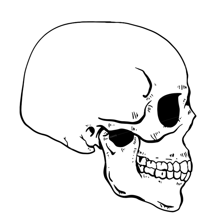 Anatomy Skeleton Skull Side