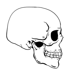 Anatomy Skeleton Skull Side