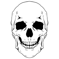 Anatomy Skeleton Skull
