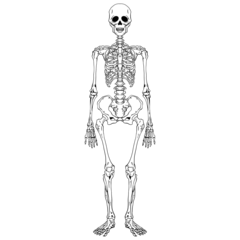 Anatomy Skeleton