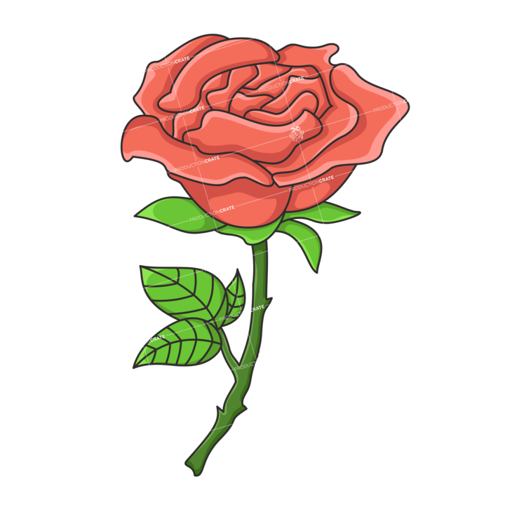 Flower Rose