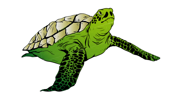Sea Turtle Illustrated Green