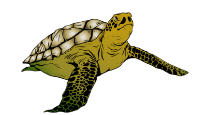 Sea Turtle Illustrated Brown