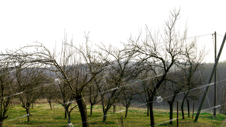 Landscape Dead Orchard 1