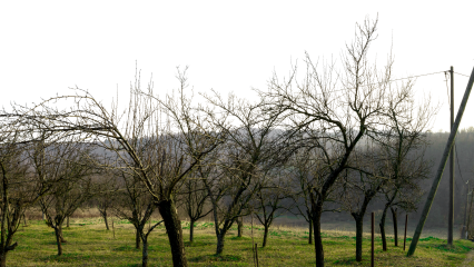 Landscape Dead Orchard 1