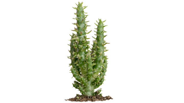 Plant Cactus 1