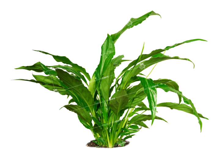 Plant Tropical 1