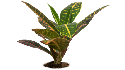 Plant Tropical 3