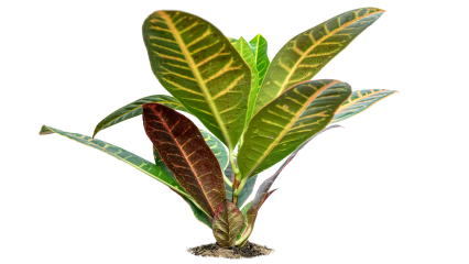 Plant Tropical 3a