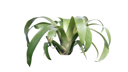 Plant Tropical 6