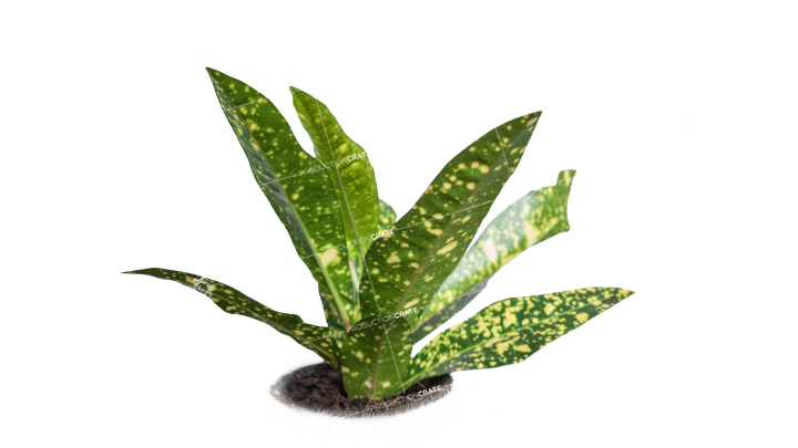Plant Tropical 7