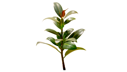 Plant Tropical 8