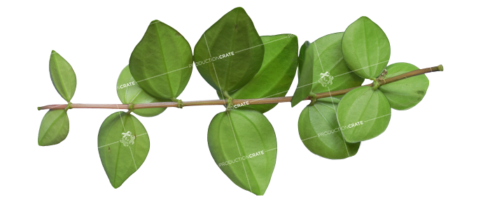 Plant Branch Texture 13