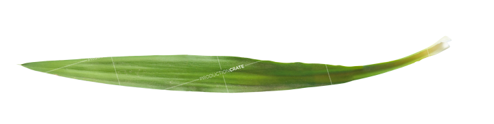 Plant Grass Texture 02
