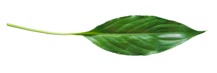 Plant Leaf Texture 09