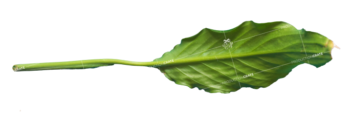 Plant Leaf Texture 10