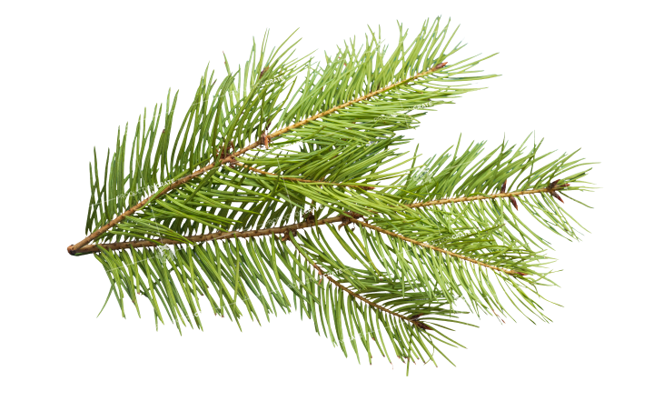 pine leaf texture