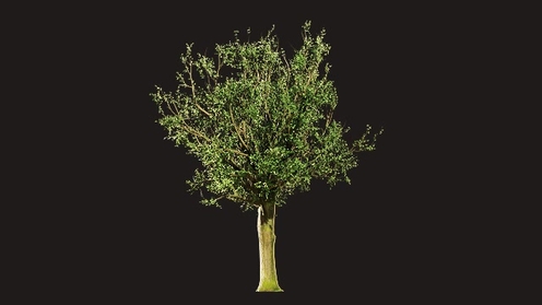 3D Model: Ash Tree 2