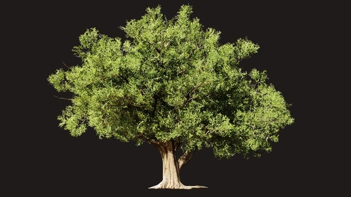 3D Model: Indian Banyan Tree 1