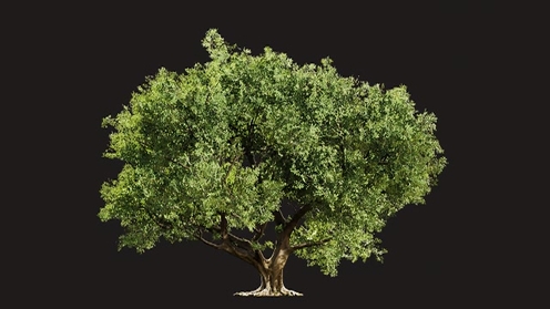 3D Model: Indian Banyan Tree 2