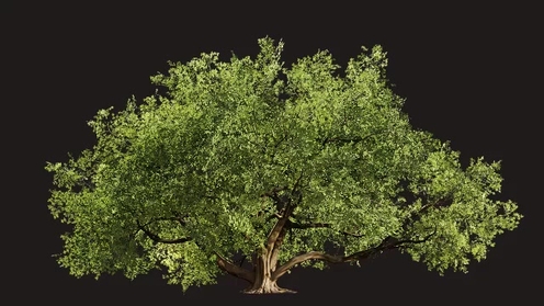 3D Model: Indian Banyan Tree 3